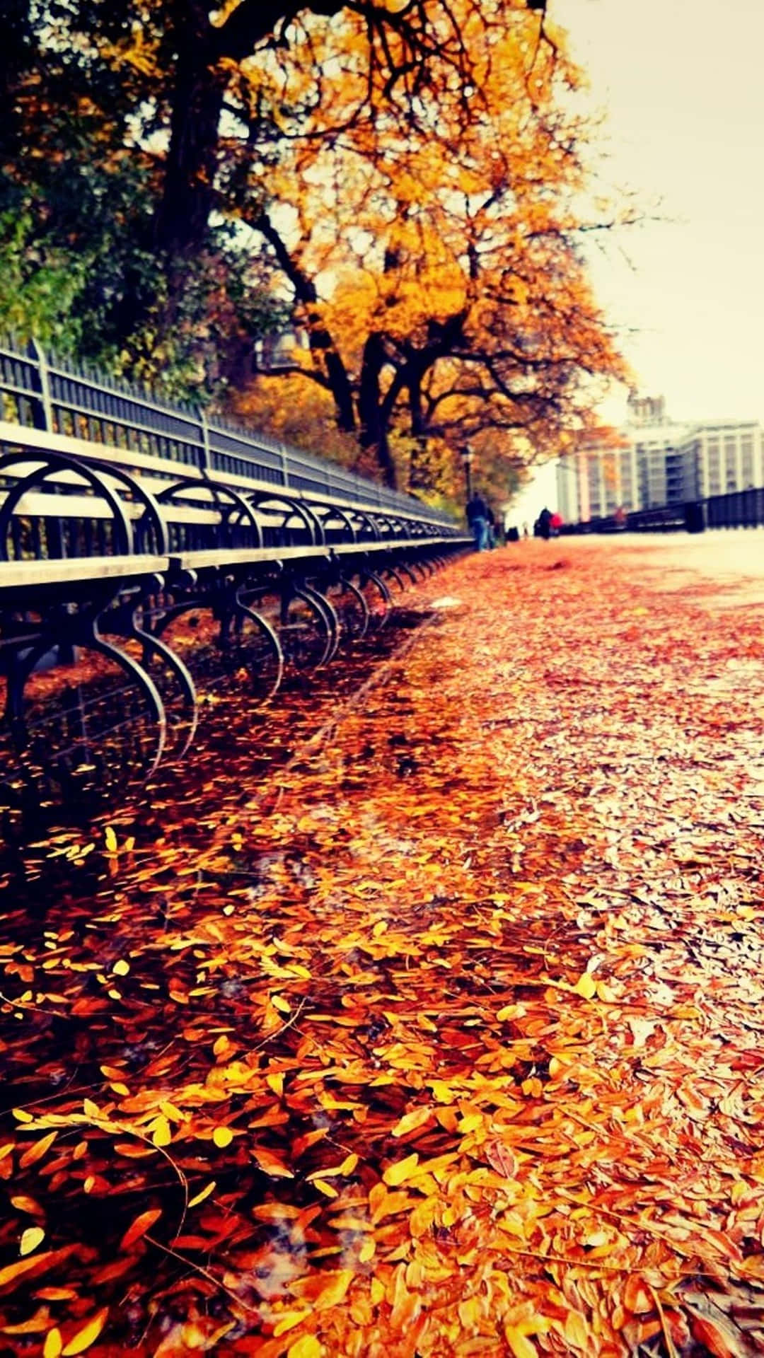 Enjoy Autumn With The iPhone Plus Wallpaper