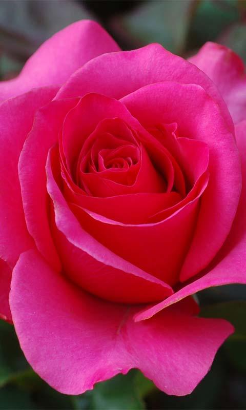 3d Wallpaper Rose For Android Image Num 88