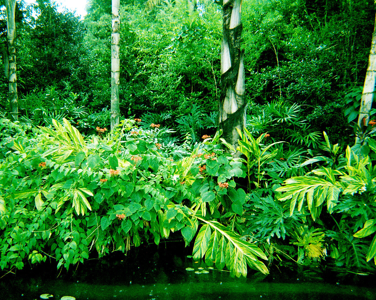 Florida Jungle part 04 by dendarr