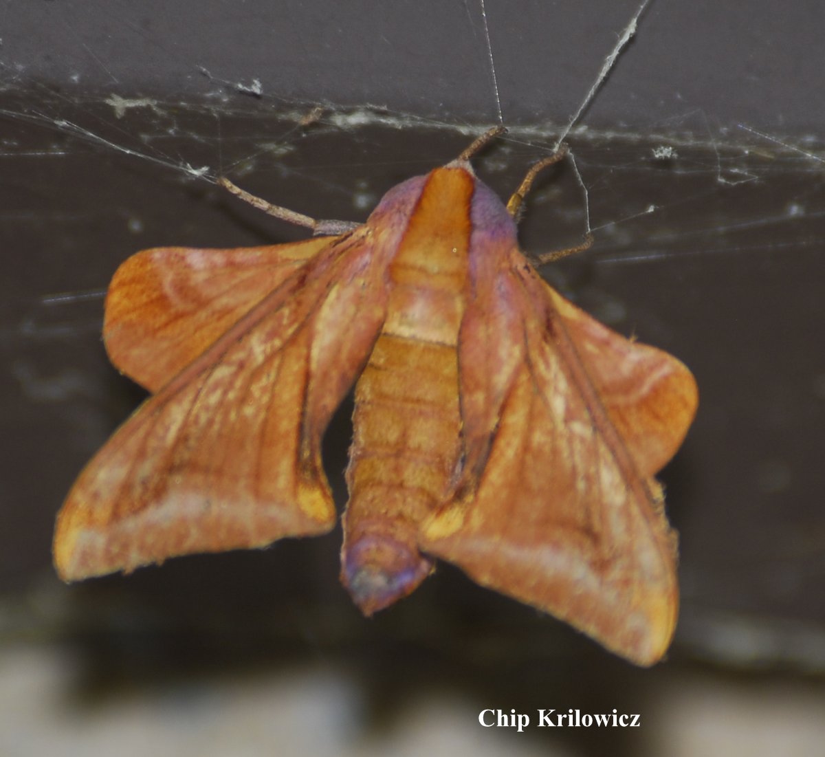 Family Sphingidae Wallpaper