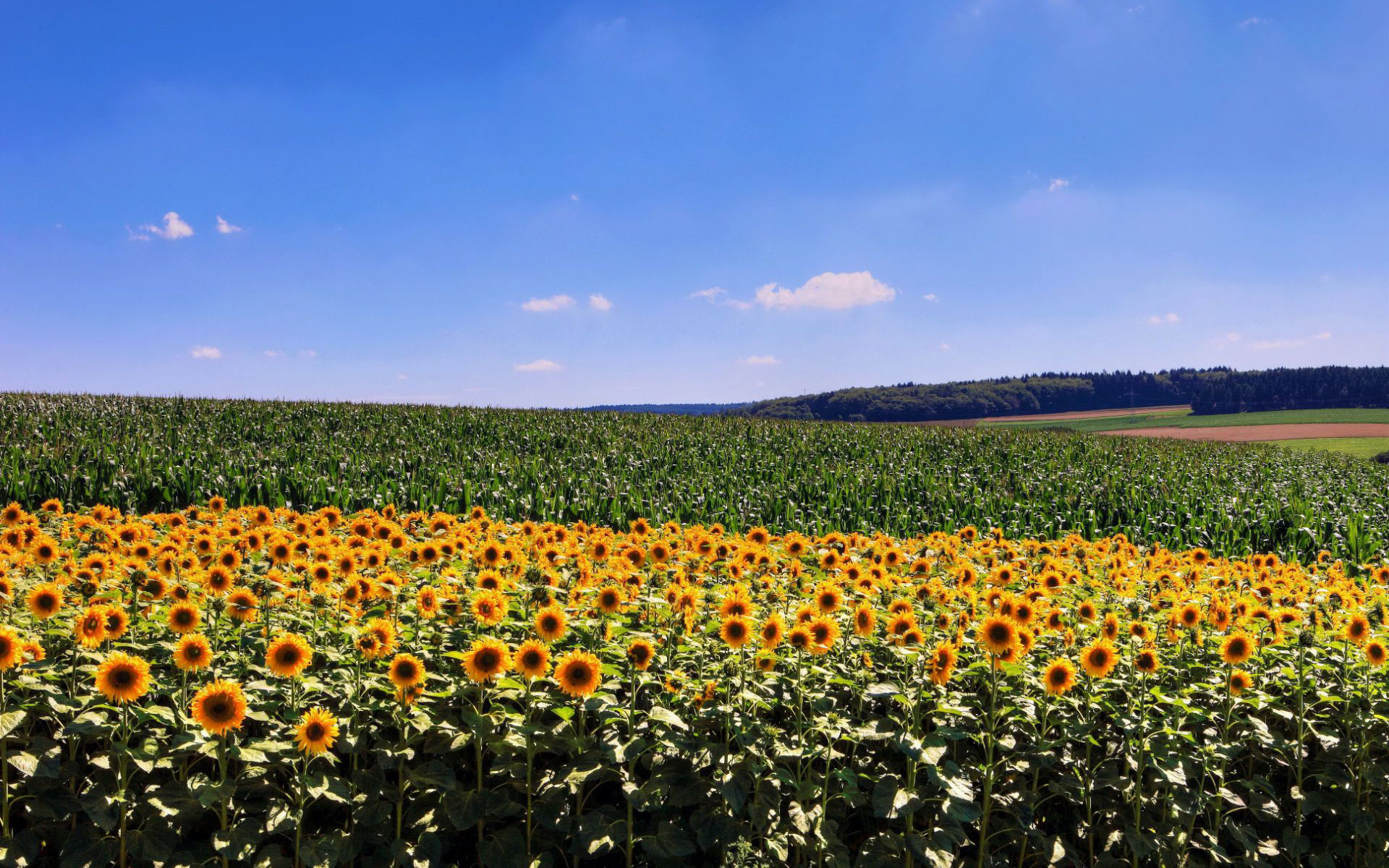 Field Of Sunflowers Wallpaper