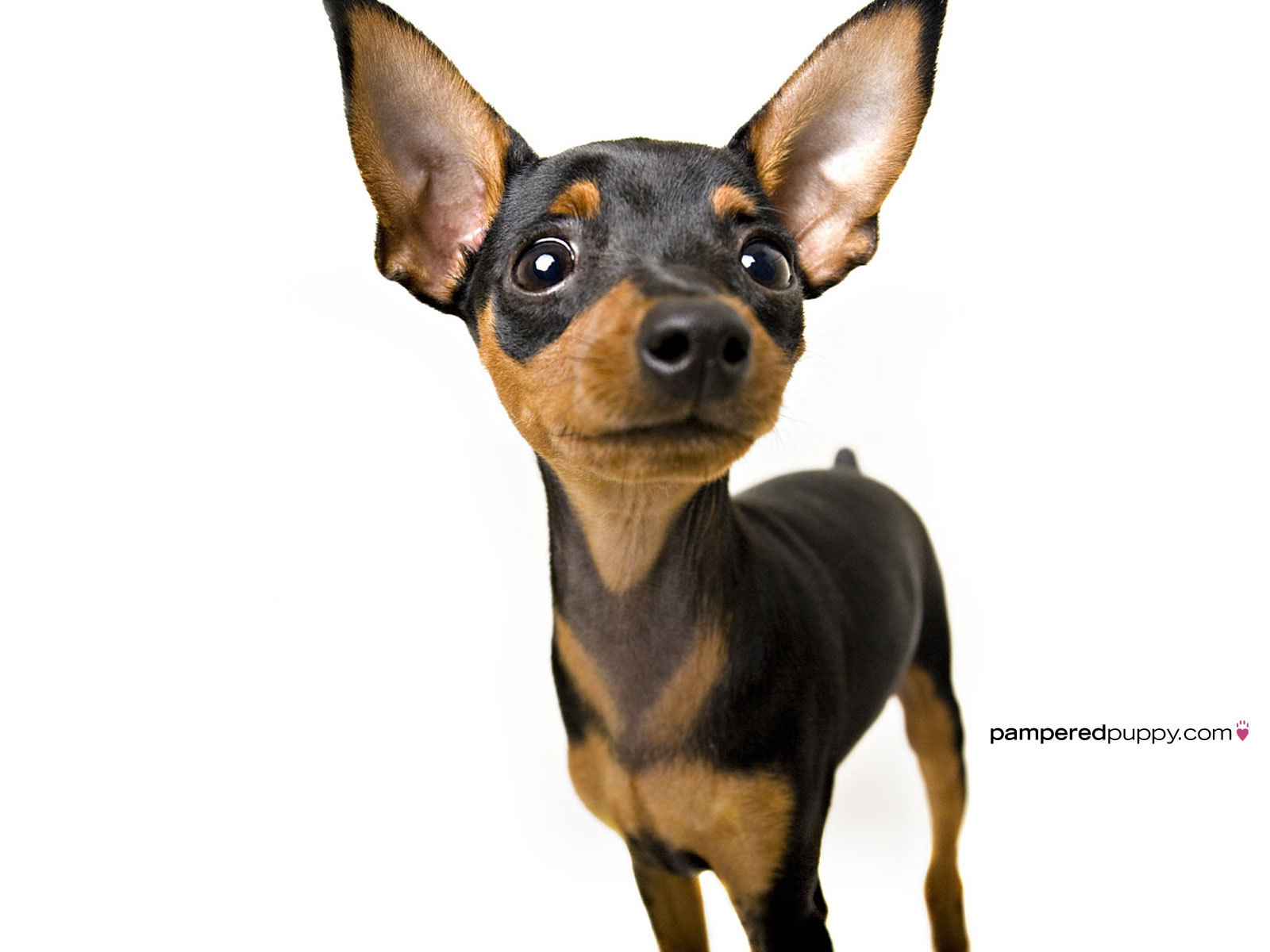 47 Chihuahua Puppies Wallpaper Desktop  WallpaperSafari