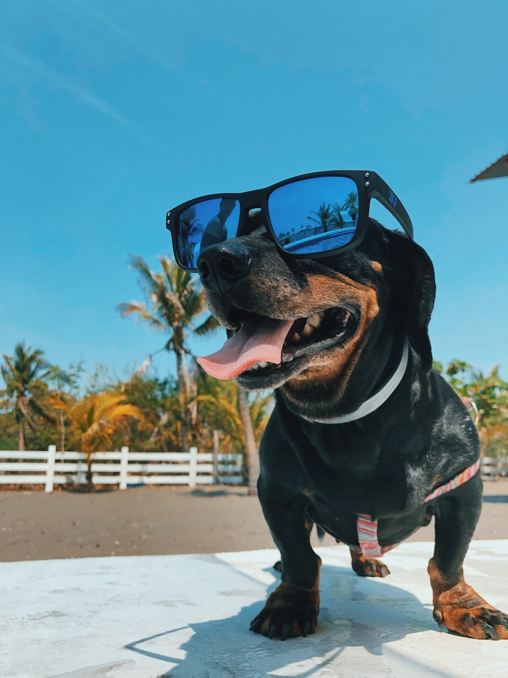 30k Dog Glasses Pictures Image