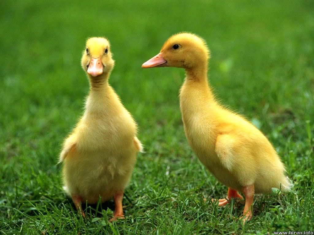 Baby Animals Ducks Pictures