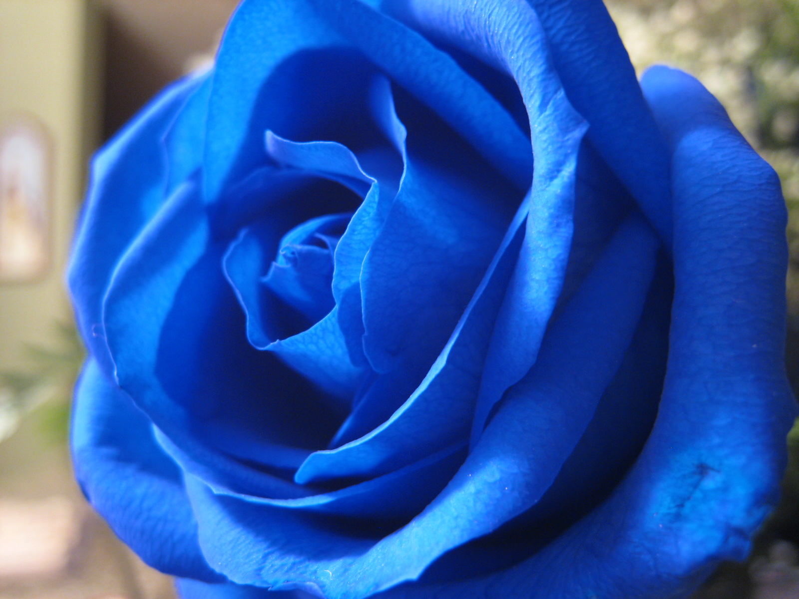 Blue Rose Flower Desktop Wallpaper