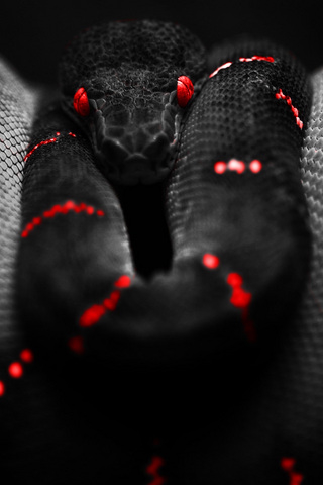 Red Black Snake iPhone Wallpaper HD Gallery
