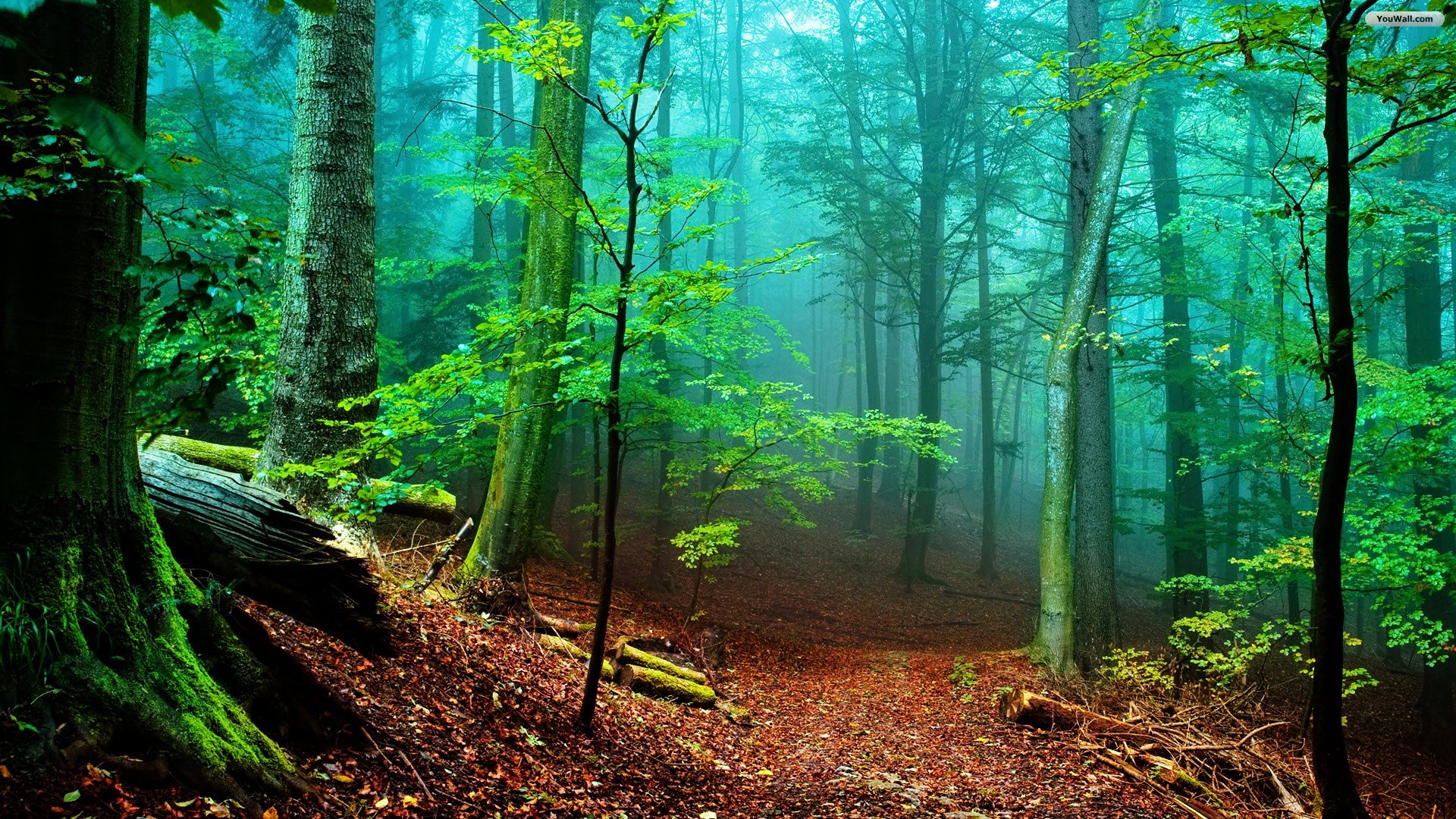 Full HD Forest Nature Wallpaper Background Image