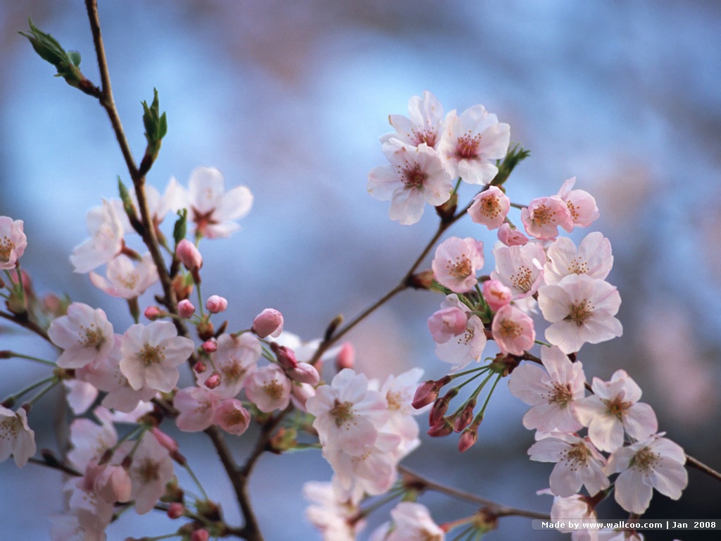 Japanese Sakura Cherry Blossom Wallpaper