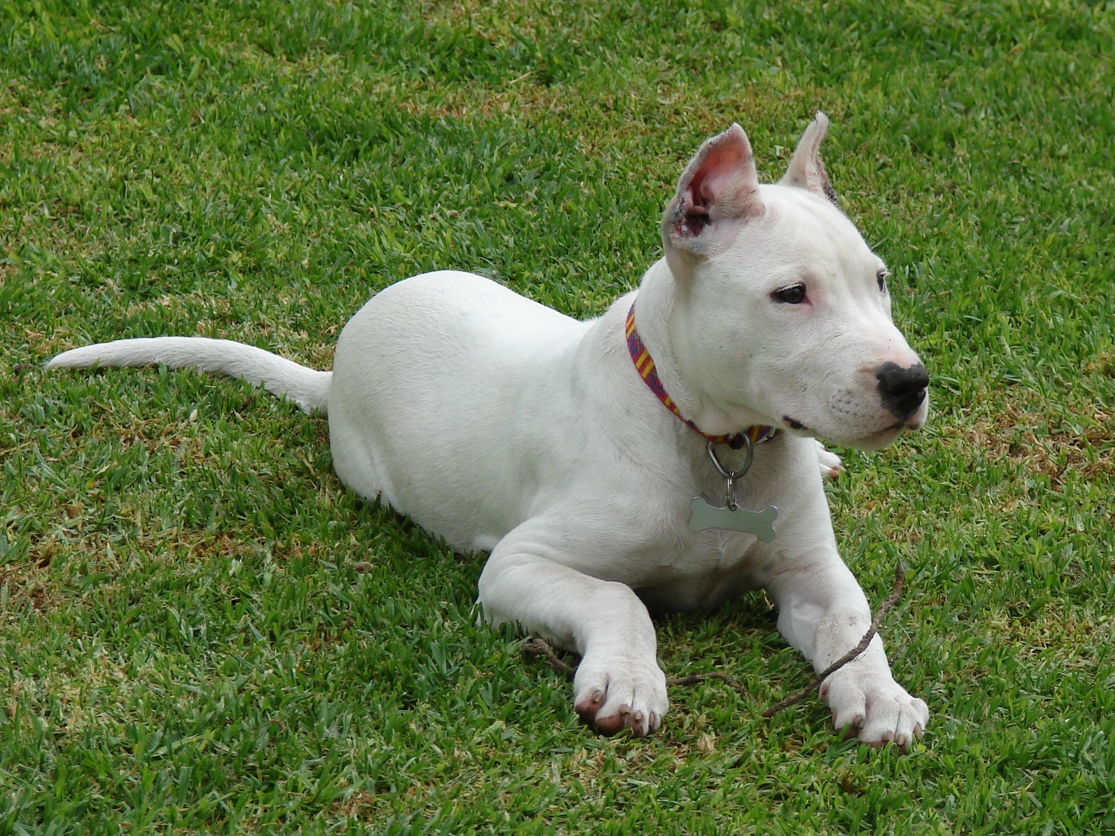 Dogo Argentino Someone Saw Wallpaper And Image