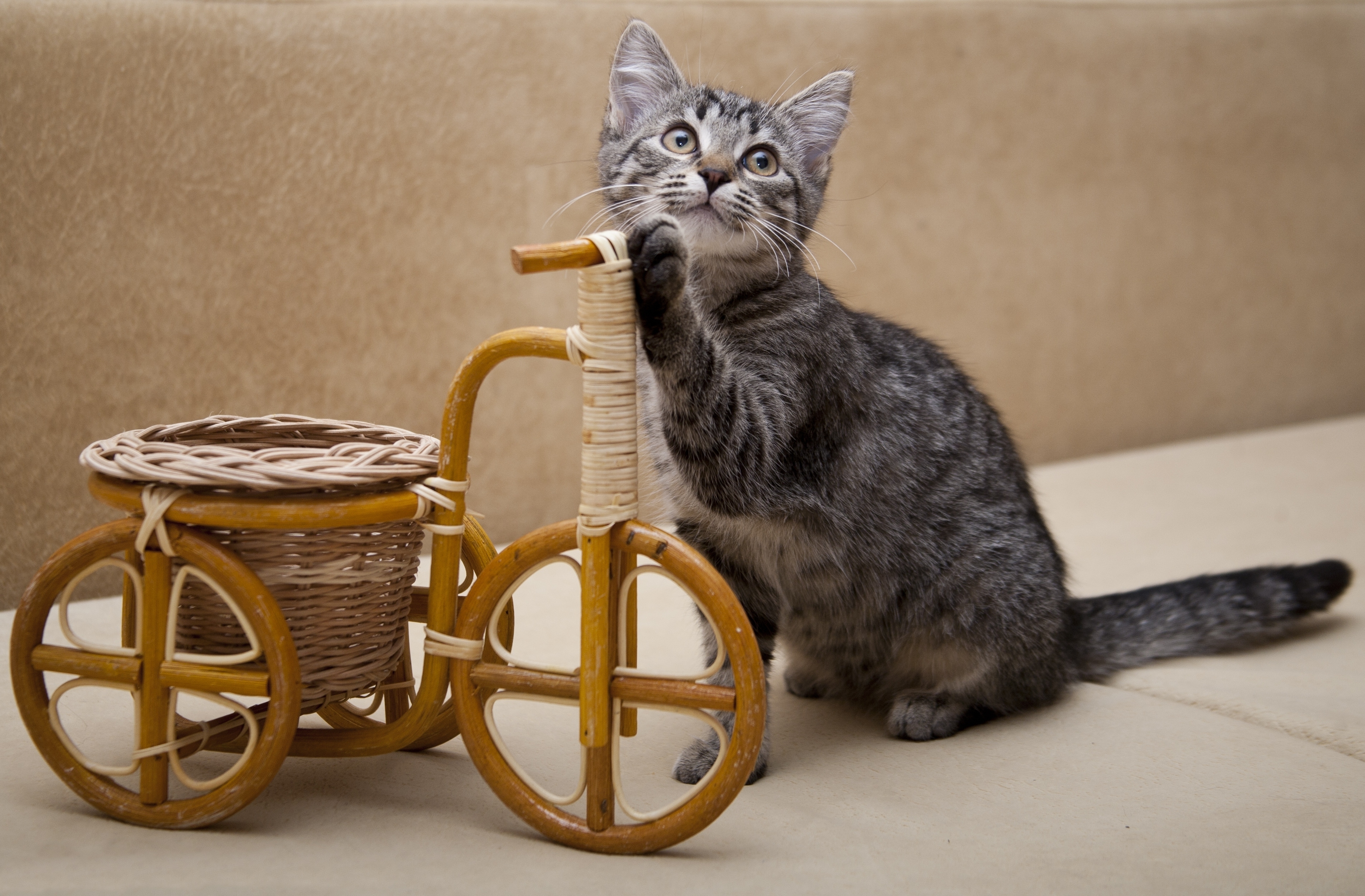 Wallpaper Kitten Invention Bicycle HD Background