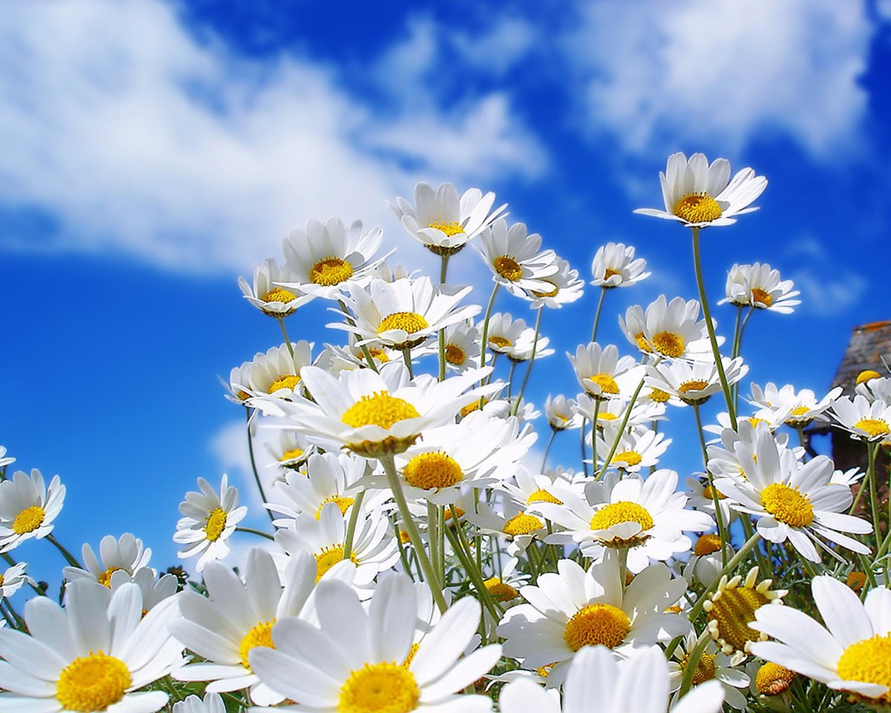 Spring Daisies Wallpaper Flowers Nature In Jpg Format For