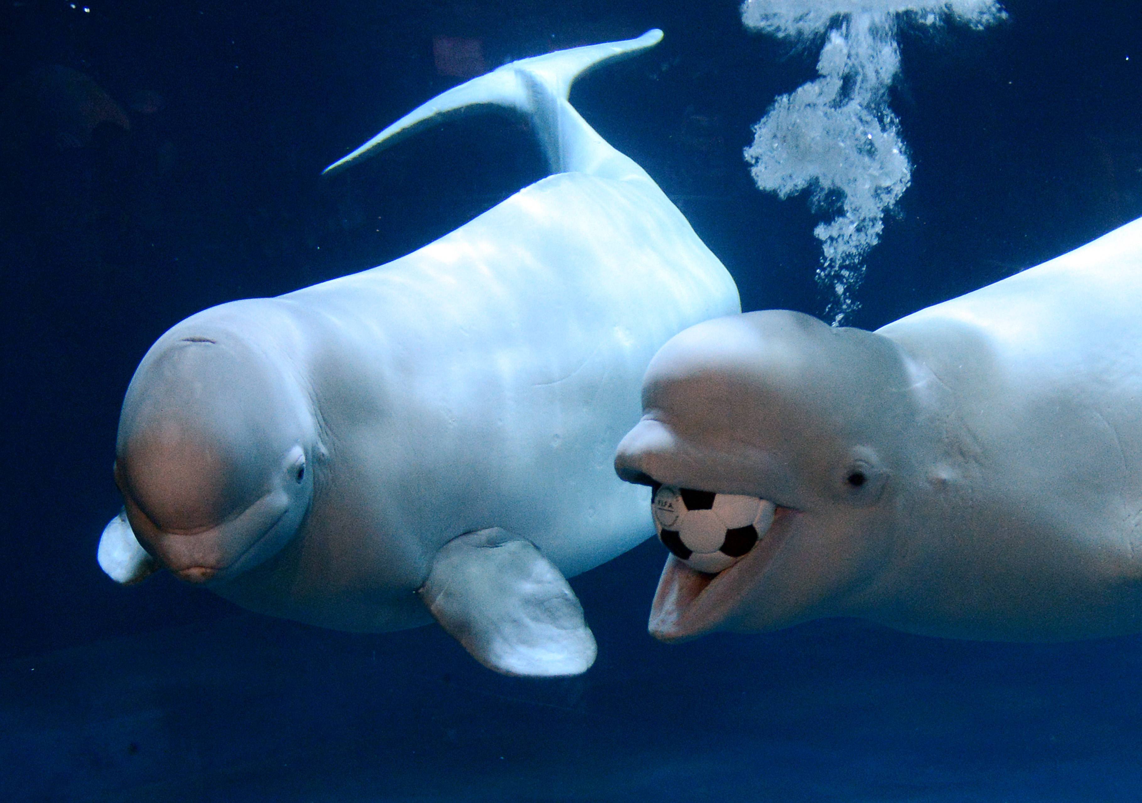 Beluga Whale Wallpaper  HD Wallpapers of Beluga  WhaleAmazoncomAppstore for Android