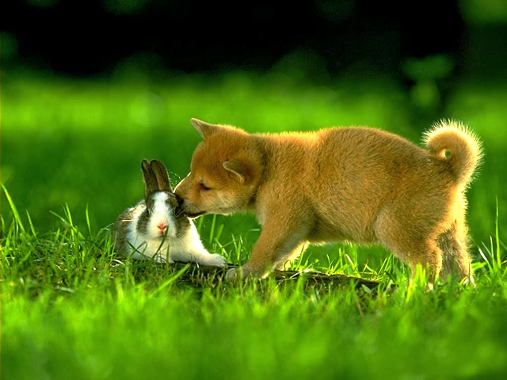 Rabbit HD Funny Wallpapers Funny Wallpapers