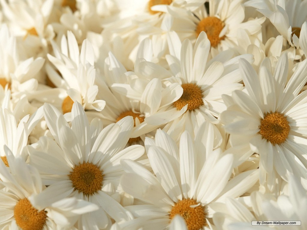 Wallpaper Of Flowers White