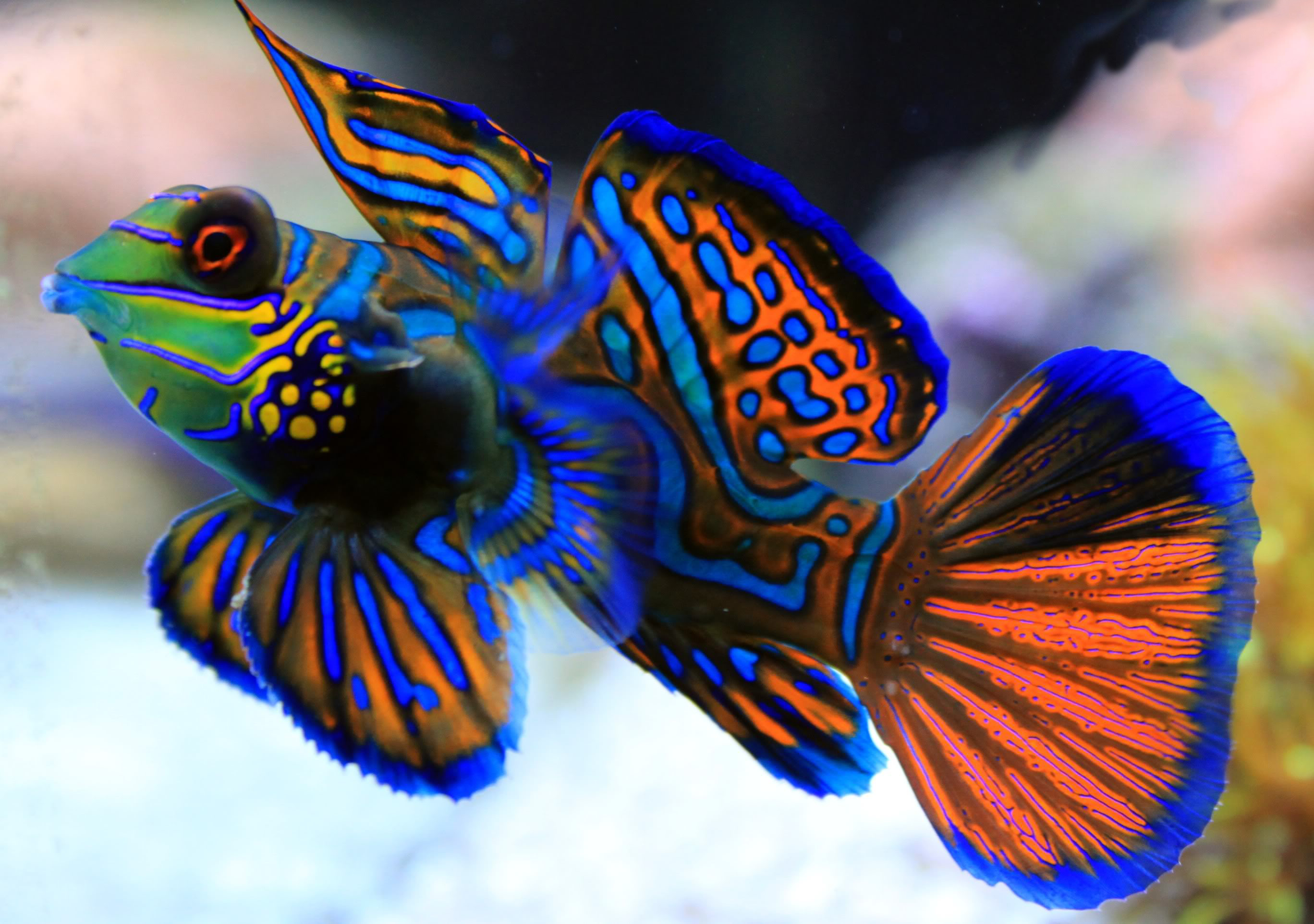 Mandarin Fish Swims Wallpaper