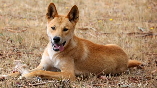 Dingo Image Dingoes Wallpaper And Background Photos