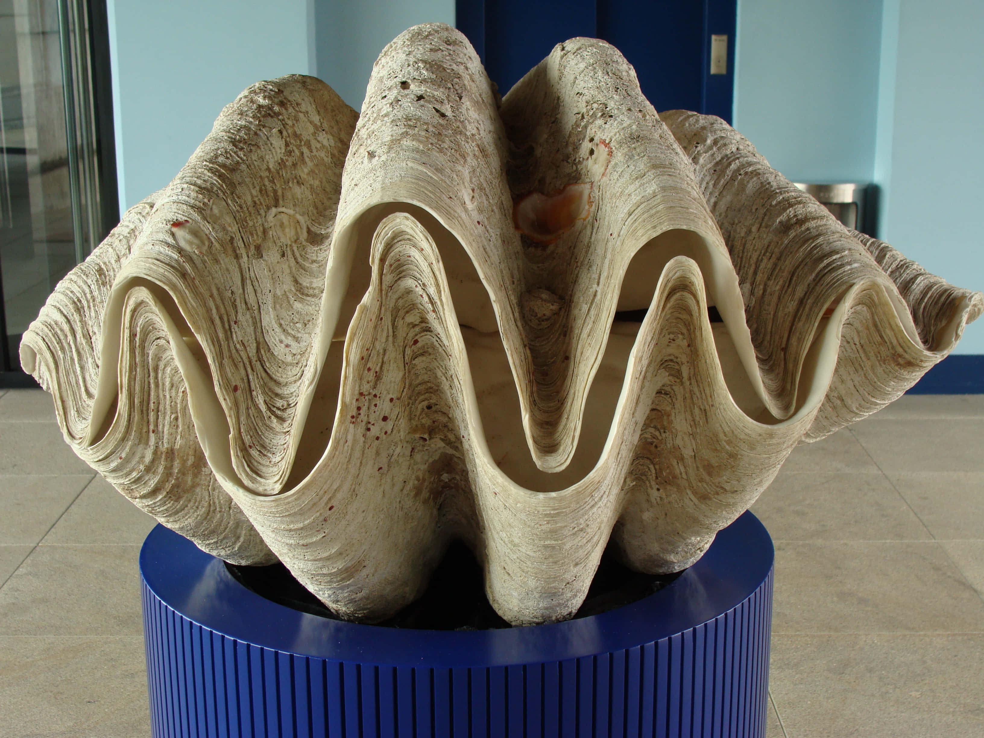 A Beautiful Clam Shell On The Beach Wallpaper