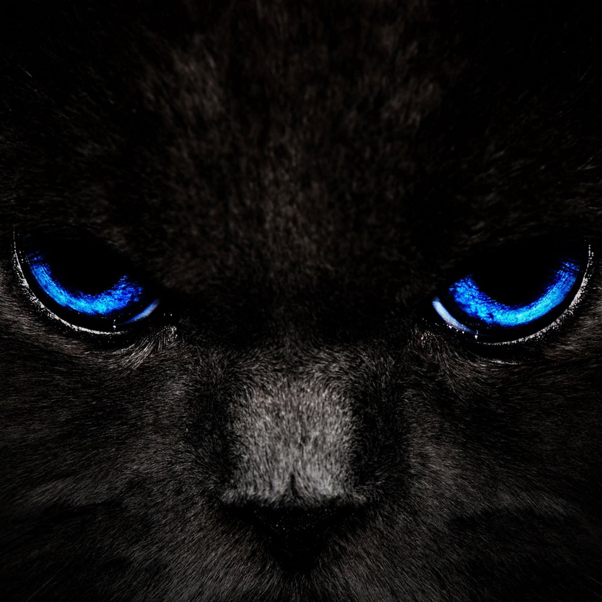 49 Black Cat Wallpaper For Android On Wallpapersafari