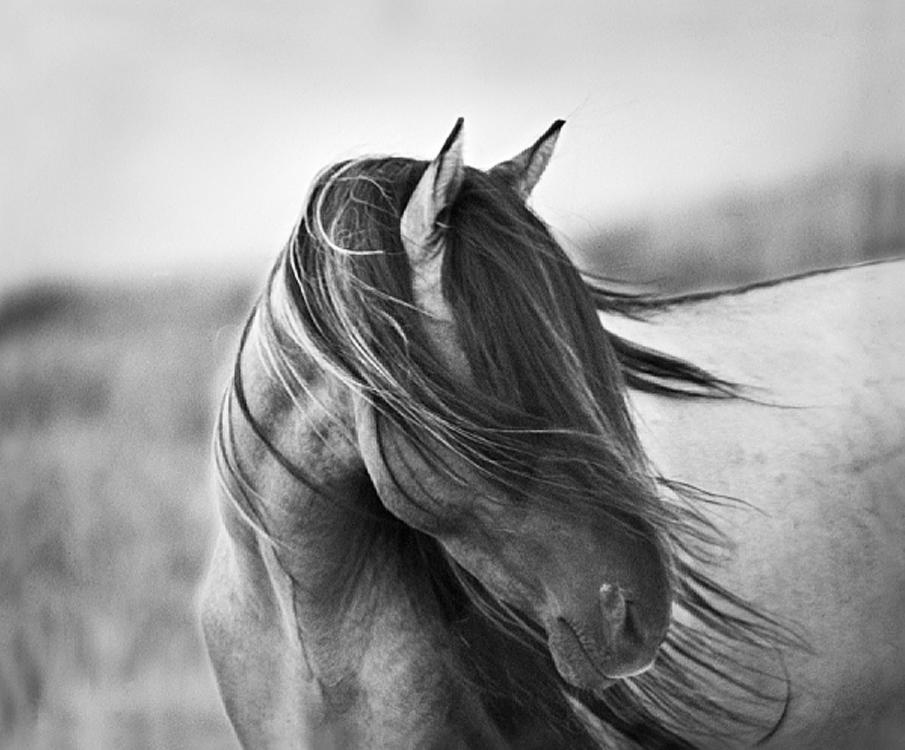 Equine Photography For Your Desktop