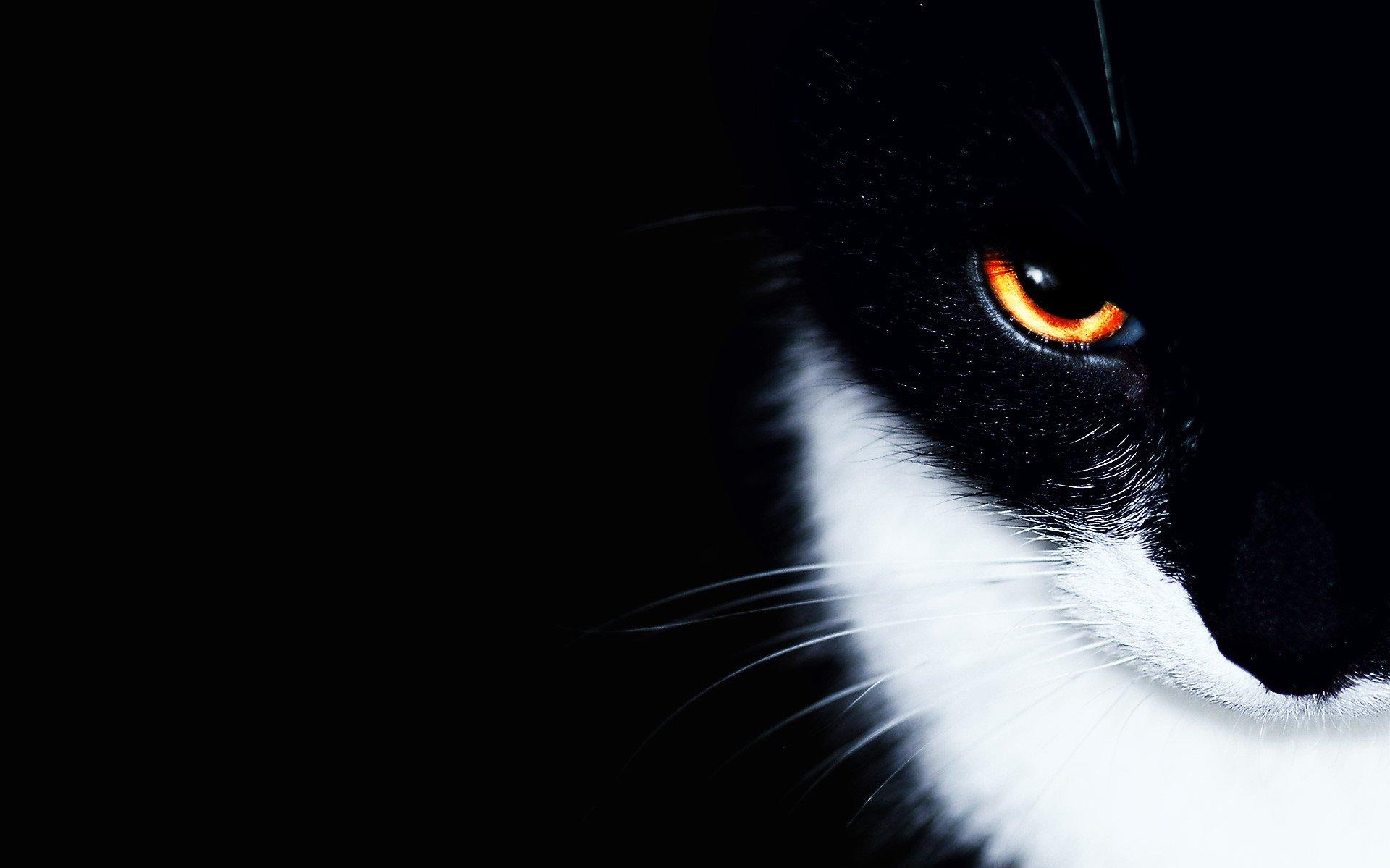 Cool Black And White Cat Wallpaper