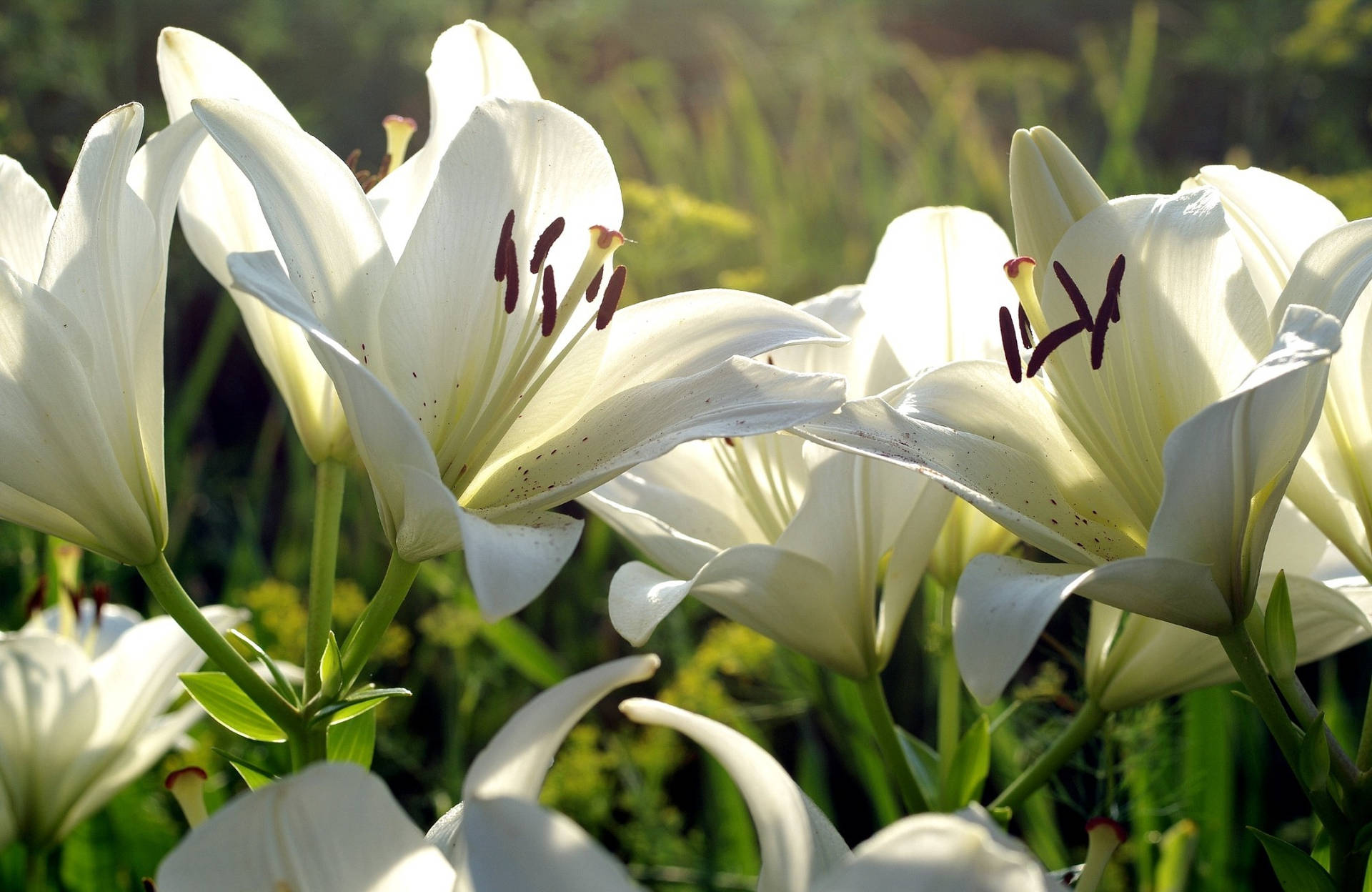 White Lily Wallpaper