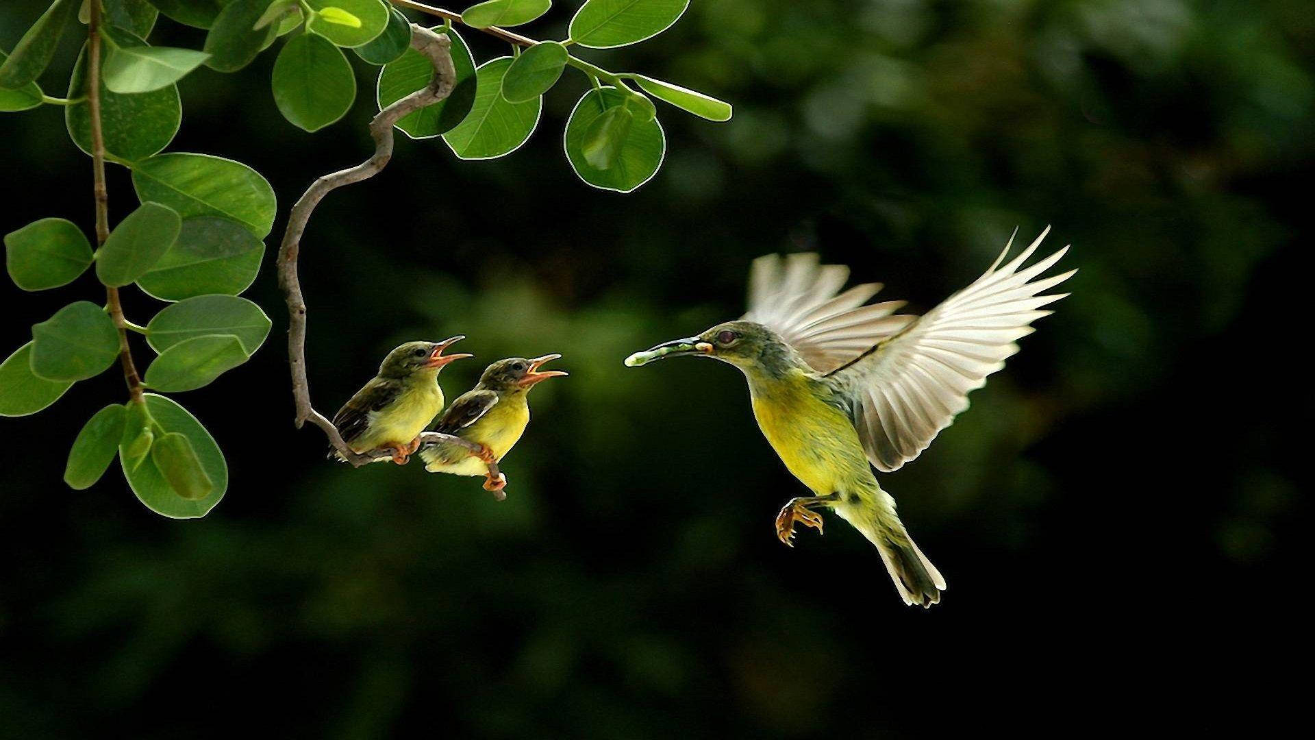 HD Birds Mother And Children Weaver Wallpaper