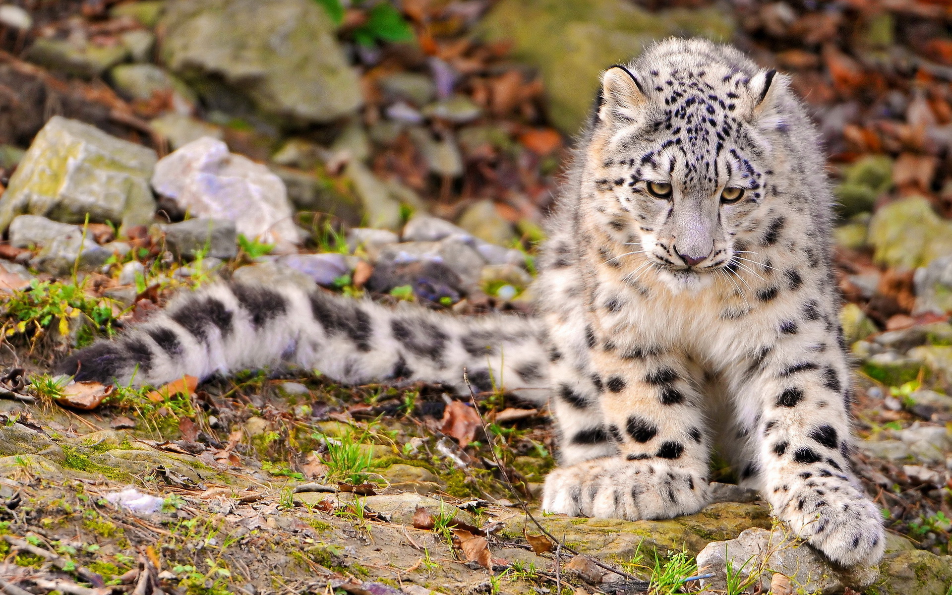 A young snow leopard sits on a rocky surface, its thick fur providing warmth in its mountainous habitat. Its piercing gaze and powerful paws hint at the predator within