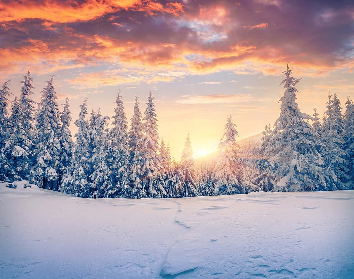 Winter Solstice Wallpaper