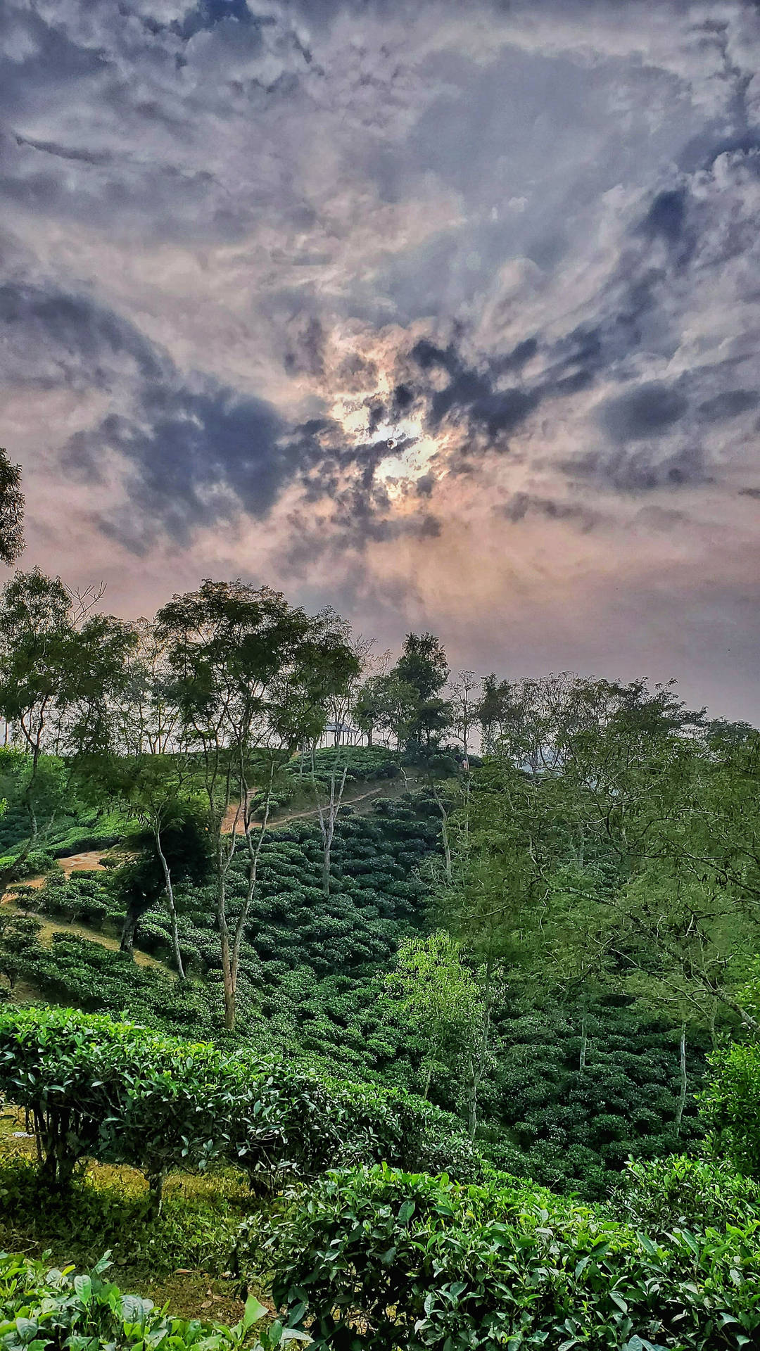 Top Tea Garden Wallpaper Full HD 4k To Use