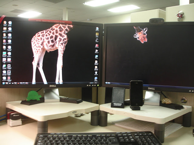 Dual Monitor Wallpaper Giraffe Funny
