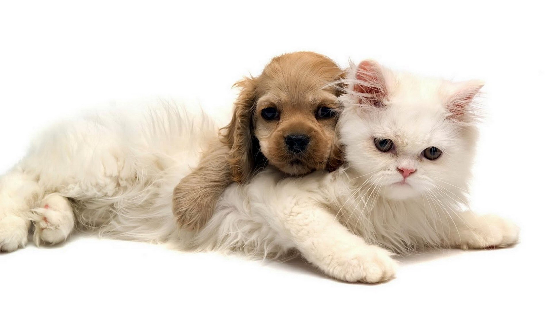 Cats Dogs Wallpaper