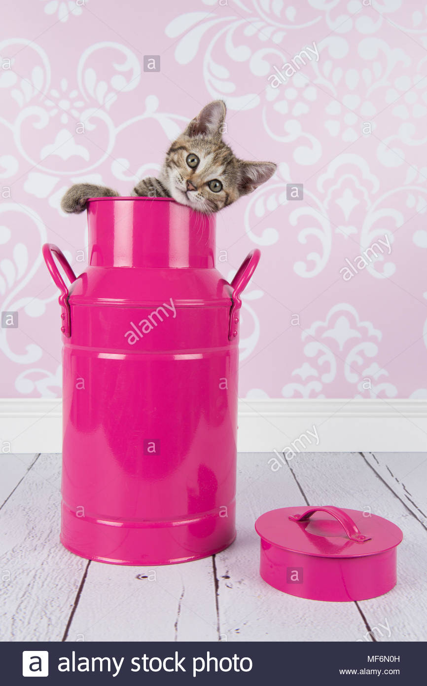 Young tabby cat kitten in a pink milk can in a living room setting