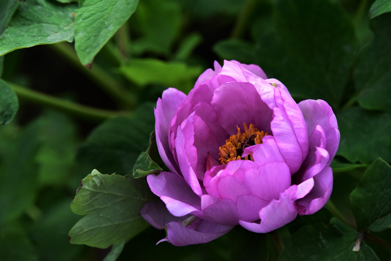 Peony Flowers Spring Desktop Background Color Photo From
