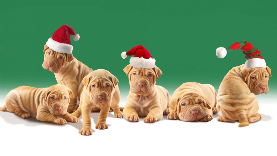 Christmas Puppy Dogs HD Wallpaper
