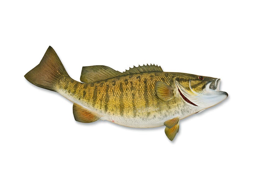 🔥 Free download Smallmouth Bass With Clipping Path by Georgepeters ...