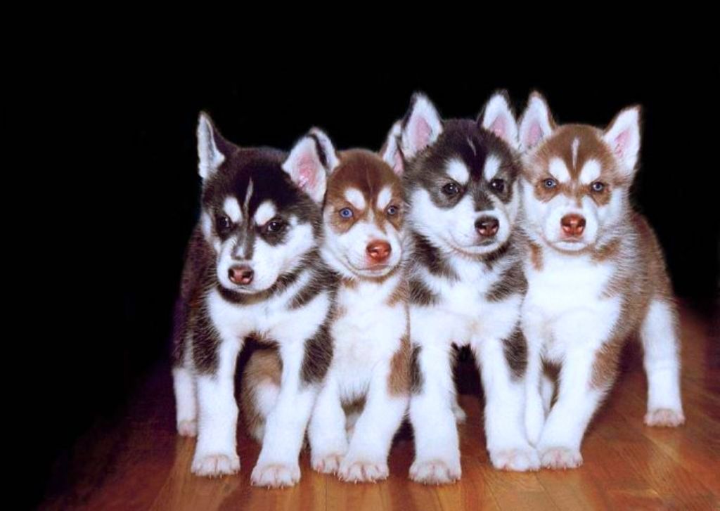 Siberian Husky Dogs Puppies Puppy
