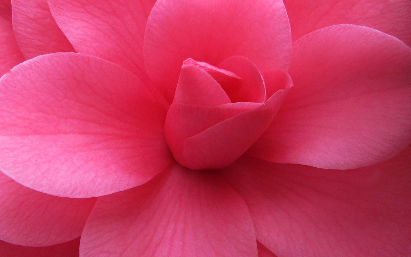 Pink Flower Closeup Wallpaper