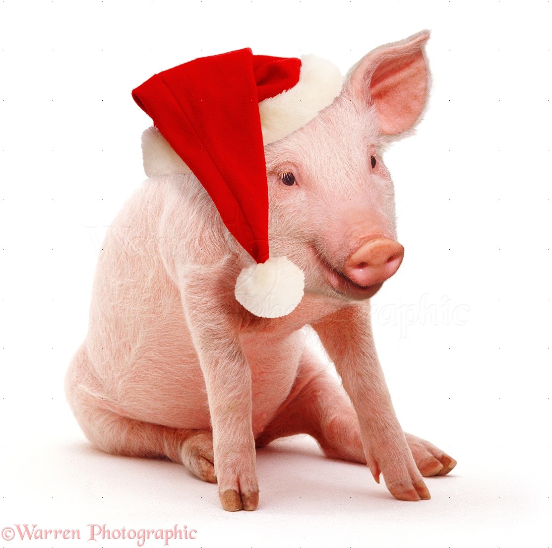 White Piglet Weeks Old Sitting And Wearing A Father Christmas Hat