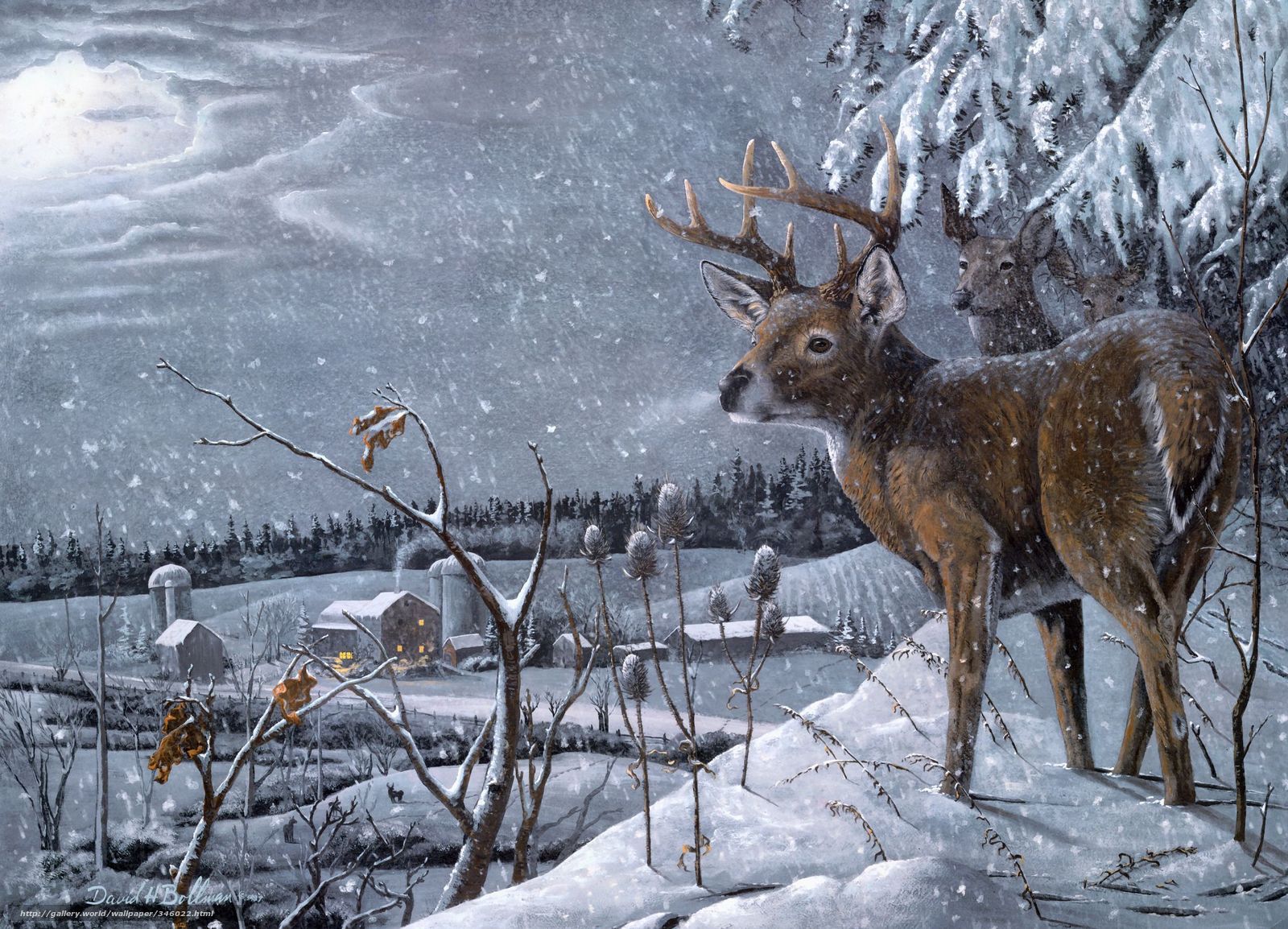 Download wallpaper david h bollman Deer Winter snow free