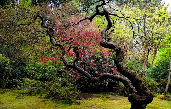 Wallpaper Garden Japanese Wood Curved Nature