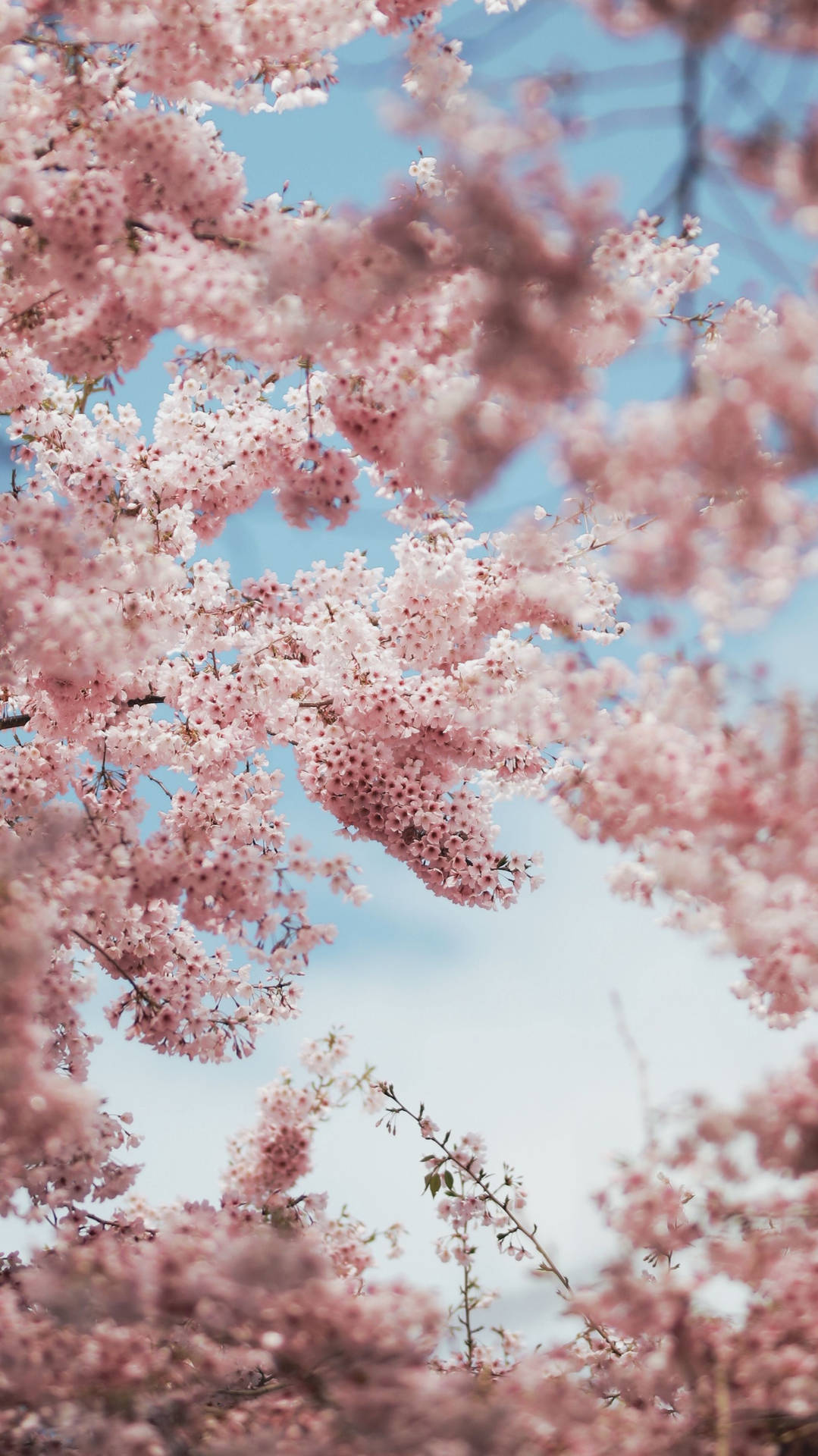 Aesthetic Pink iPhone Wallpaper