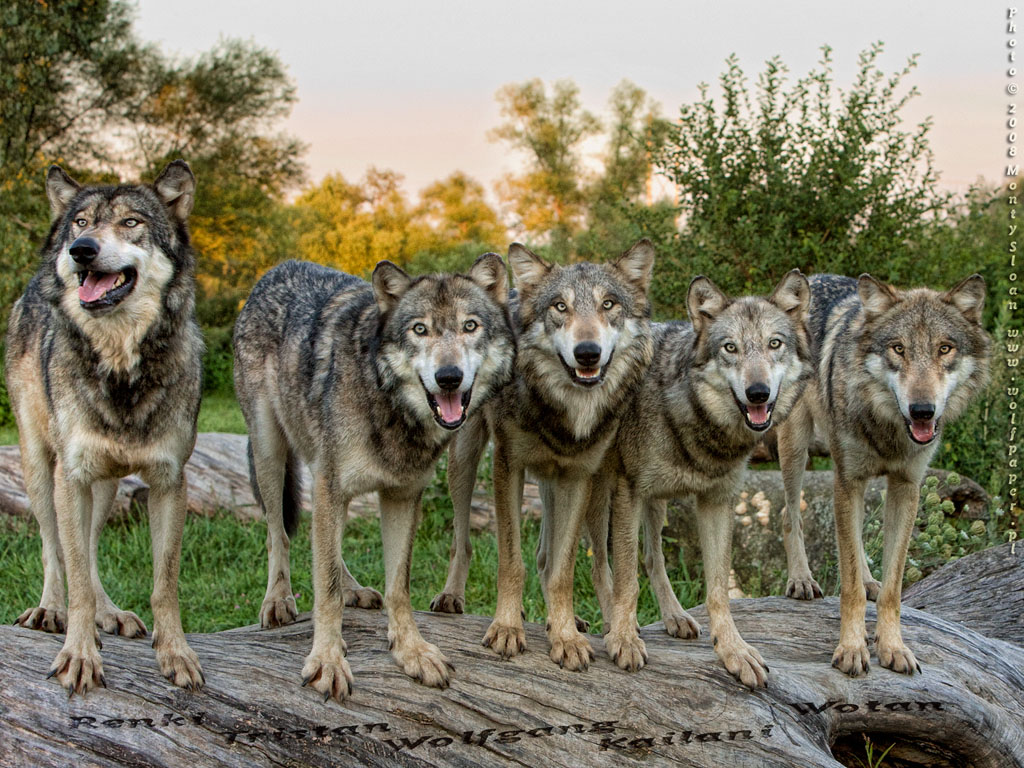 Pack Of Wolves Wallpaper