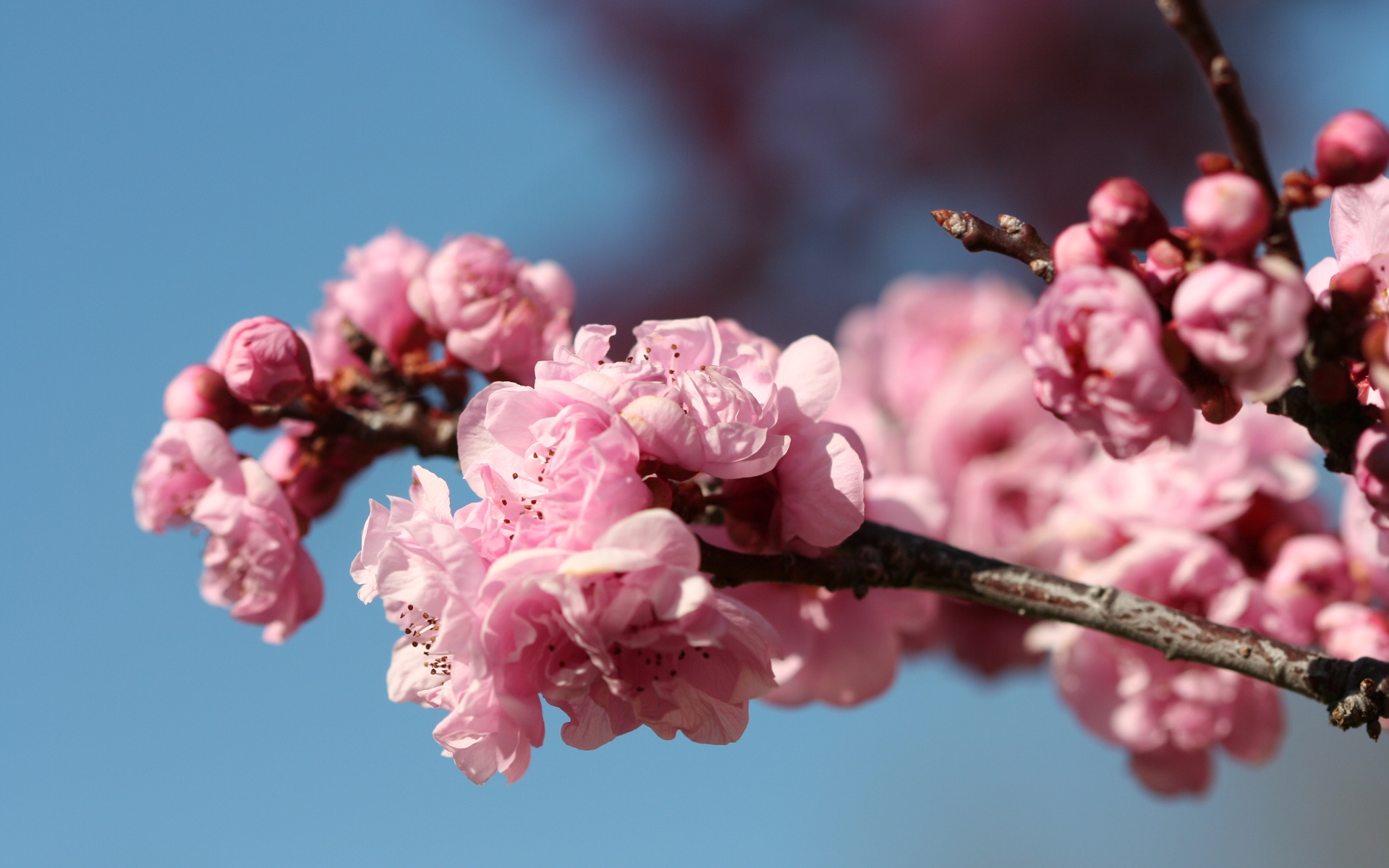 Cherry Blossom Mac Wallpaper Desktop