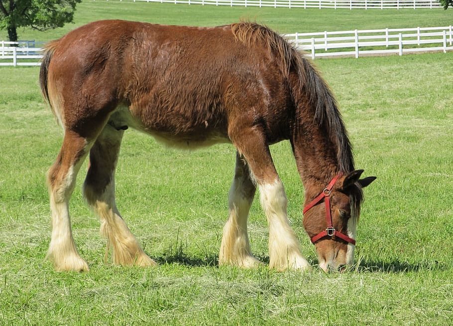 HD Wallpaper Clydesdale Horse Yearling Young Grazing Pasture