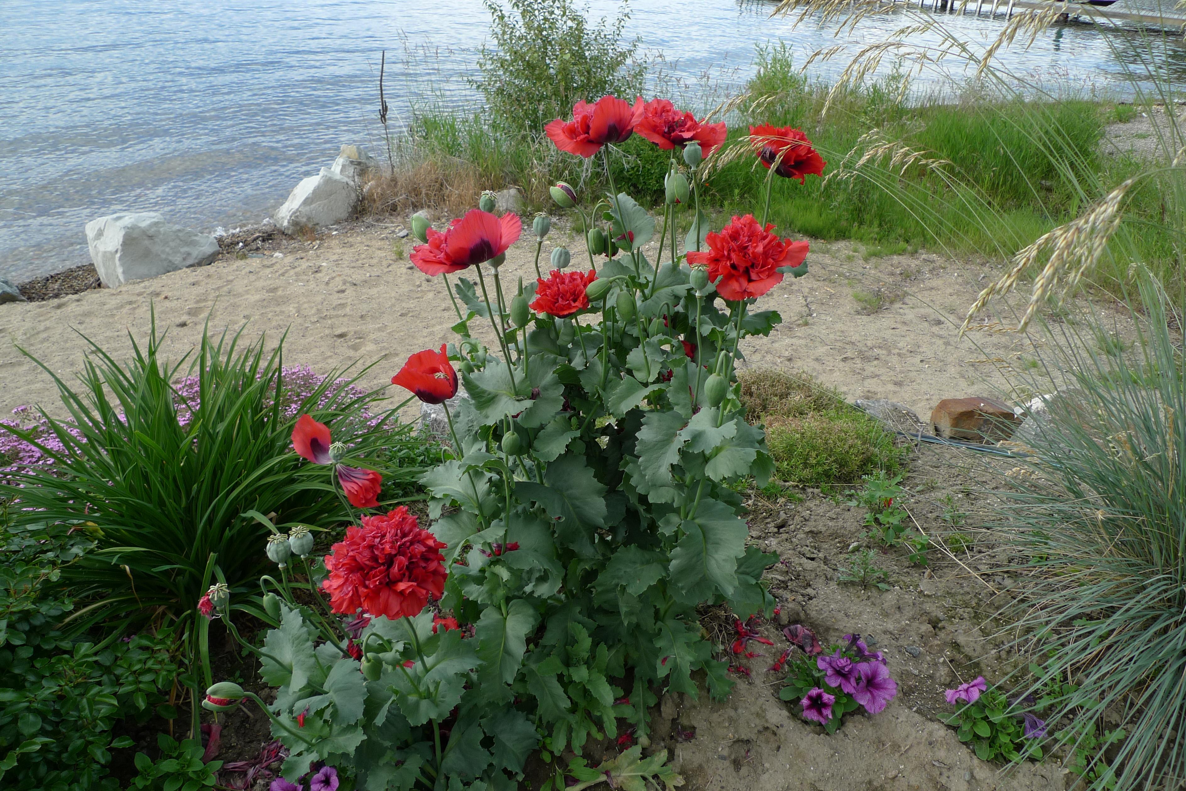 Beach Flowers High Quality And Resolution Wallpaper On