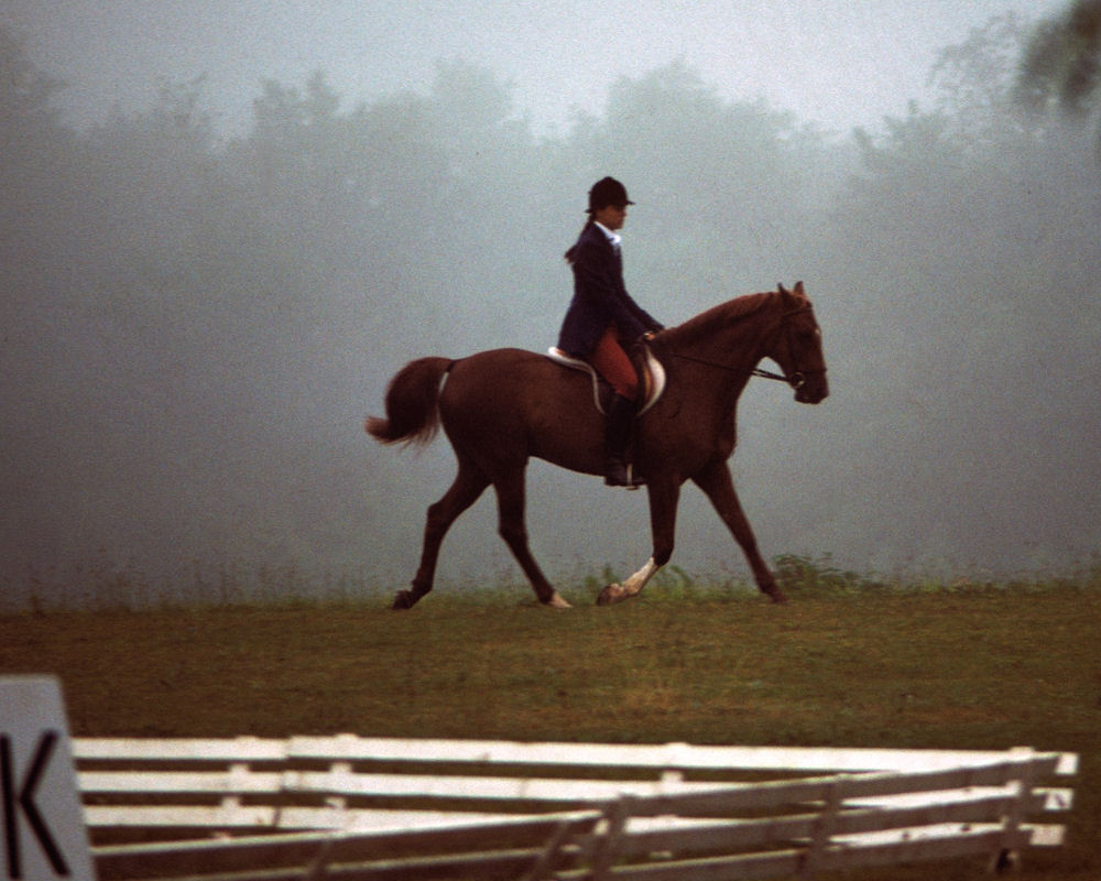 Dressage Wallpaper