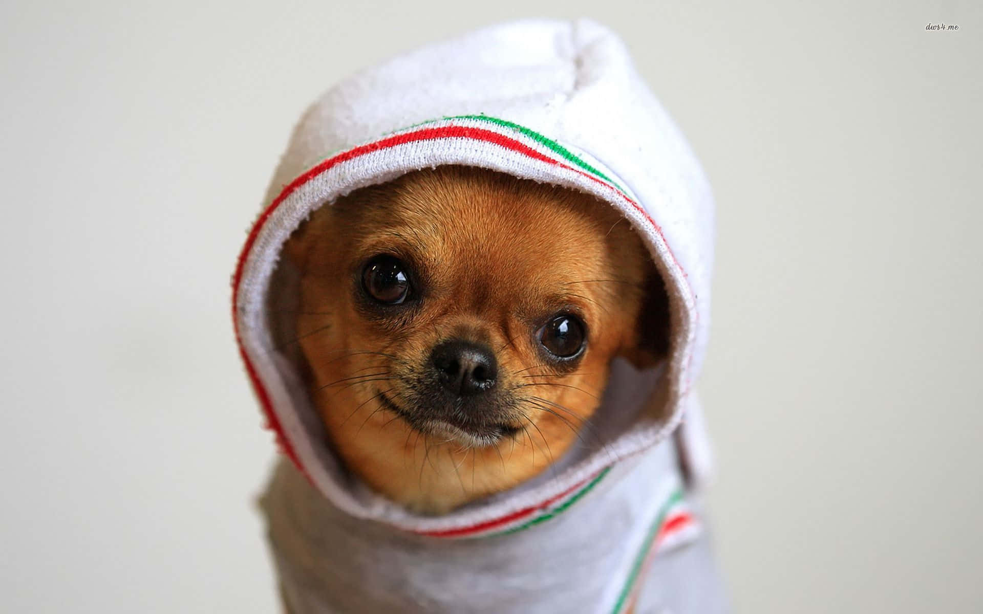 Brown Chihuahua Dog With Hood On Imbhisz84xdbnic1 Wallpaper