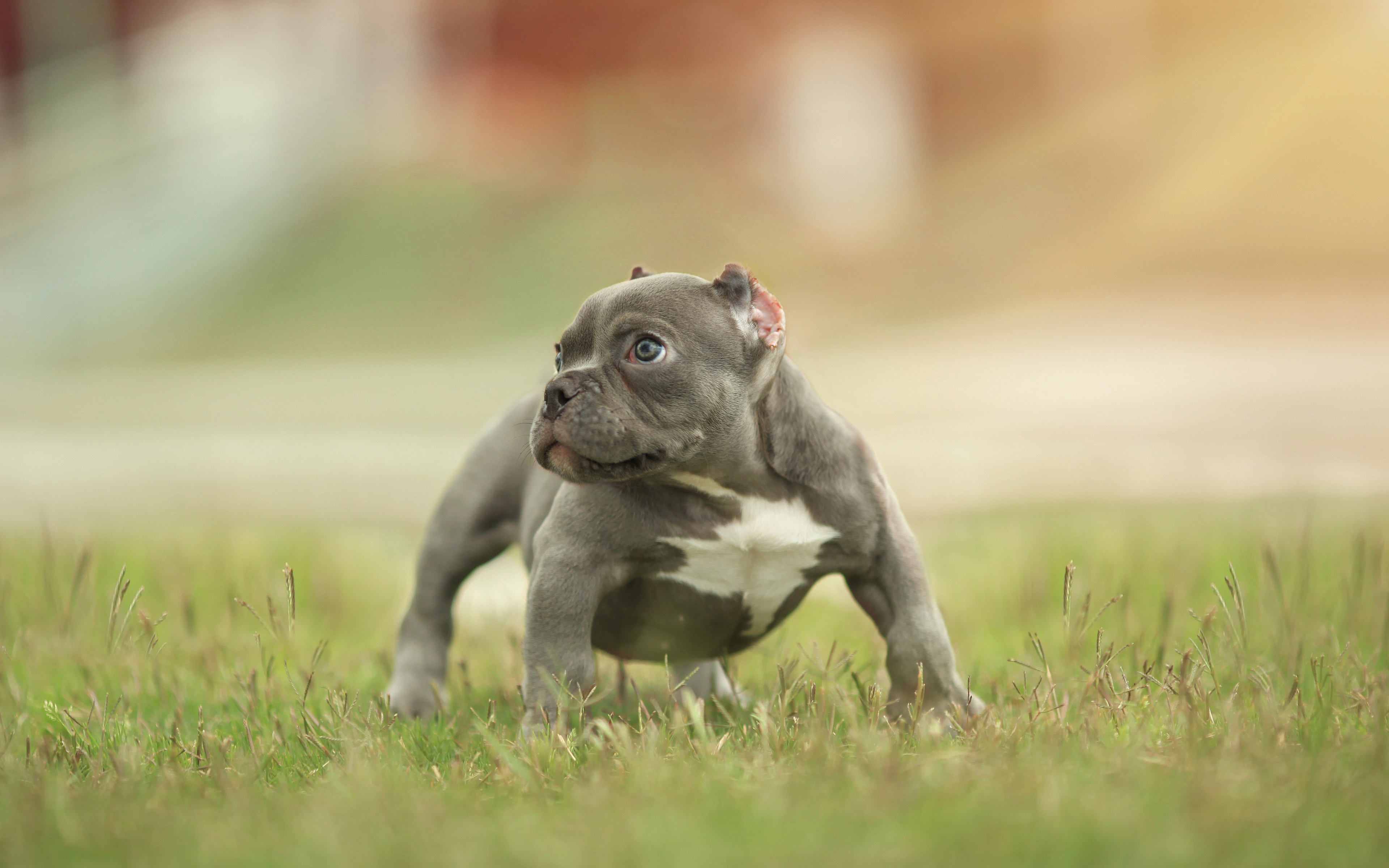 Wallpaper American Bully 4k Puppy Pets Canis Lupus