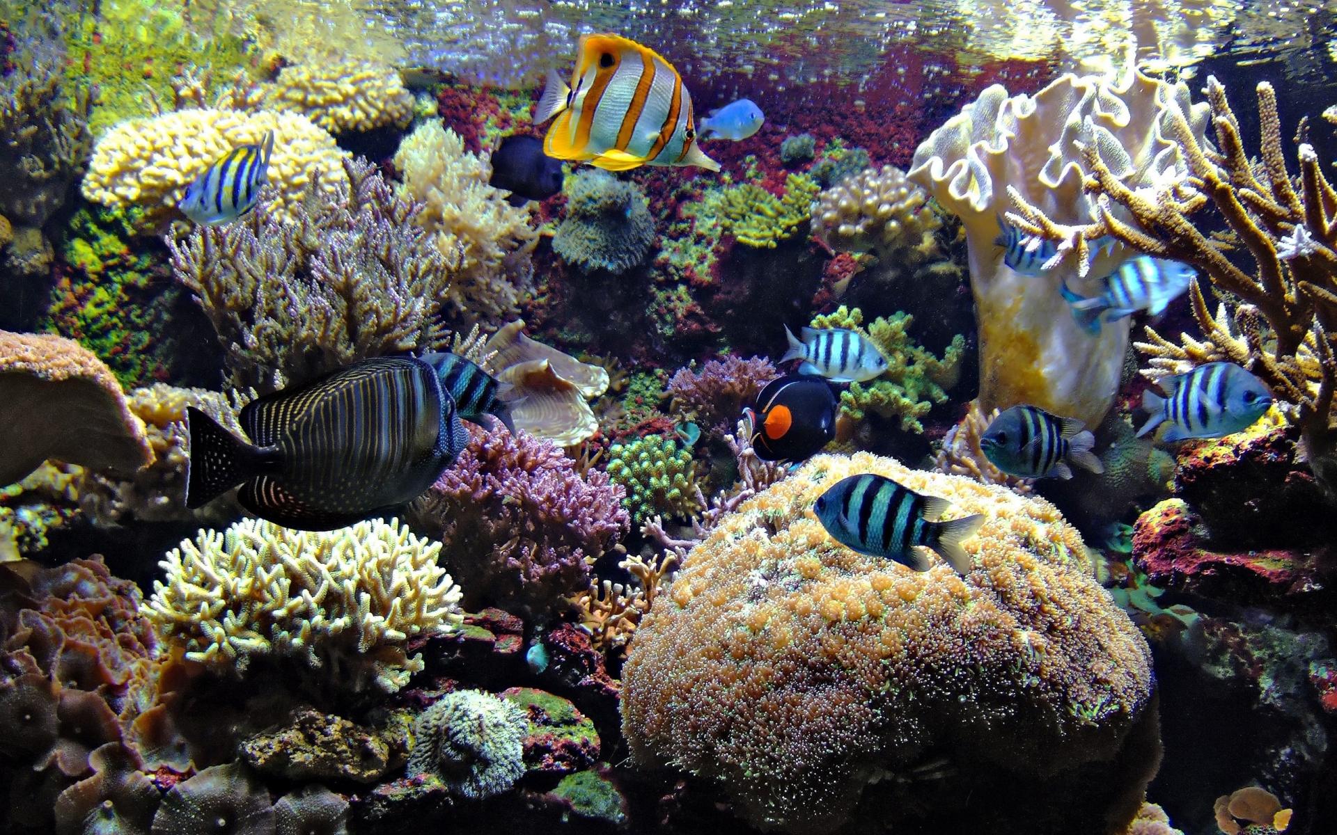 Underwater Ocean Sea Tropical Reef Coral Wallpaper