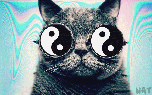 Cat With Glasses Gif